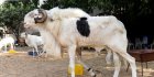 Au Sénégal, le ladoum, mouton star pour la Tabaski