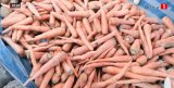 Denrées alimentaires : La décision intelligente de l’Etat pour la filière de la carotte au Sénégal
