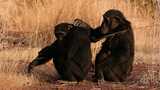 In Senegal, observing chimpanzees saves some from working in the mines