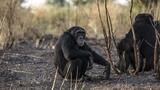 Au Sénégal, de fascinants chimpanzés des savanes et chasseurs à la lance