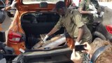 Bambey : La police met la main sur deux trafiquants arrêtés avec 8,45 kg de chanvre indien