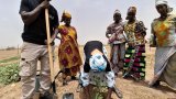 Sénégal : des plantes fertilitaires pour enrichir les sols et réduire les pesticides