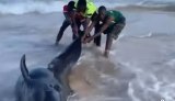 Acte héroïque à la Cité Apix : Cinq jeunes sauvent une baleine échouée (Vidéo)