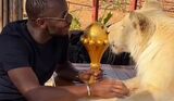 Trophy tour – Kédougou : Un lion “embrasse” la Coupe, la séquence qui émeut la toile (vidéo)